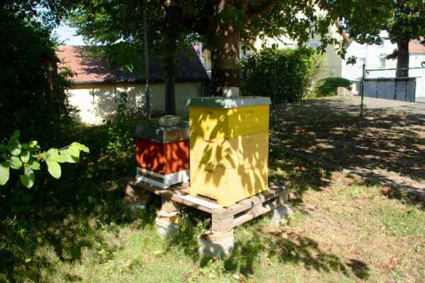 Schulbienen